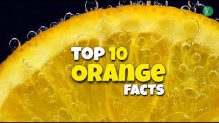 Orange: Top 10 Amazing Facts About Oranges That Will Amazed You | Orange Facts | Info Hifi