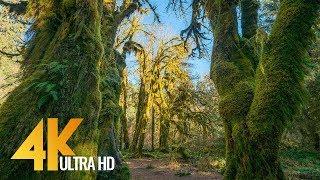 Amazing Hoh Rain Forest in 4K - Winter & Summer | Nature Sounds with Soothing Birds Singing