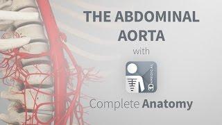 The Abdominal Aorta | Complete Anatomy