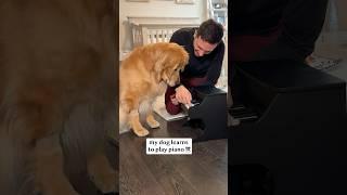 My dog learns to play piano!