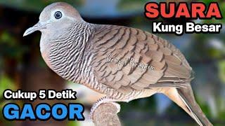 Perkutut Lokal Gacor Suara Kung Besar Pancingan Burung Perkutut Agar Bunyi