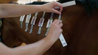 UF veterinarians and scientists study causes, possible treatments for equine anhidrosis