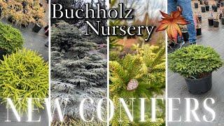 New Conifer Introductions at Buchholz Nursery