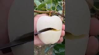 juicy and crunchy white apple  | #shorts #viral #trending