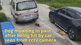 Dog moaning in pain after being hit by a car seen from cctv camera