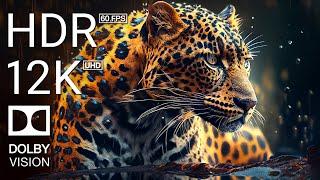 8K HDR 60FPS DOLBY VISION - ANIMALS COLORFUL - TRUE CINEMATIC