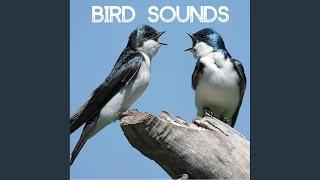 Bird Sounds - Gentle Birds and Forest Stream for Relaxation Meditation. Relaxing Nature's...