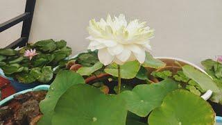 How to Fertilize the Lotus  and Lilies