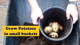 Grow 'Wonky Potatoes, this is bucket No 10 of 11.  Previous 9 reveals  & the 10th reveal on camera.