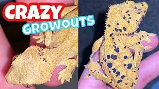 Breeders TOP CRESTED GECKO GROWOUTS! (crazy)