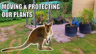 Wallaby & Chicken Proofing Our Blueberries & Gingers on the Farm 