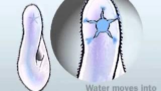 CONTRACTILE VACUOLE