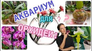 НОВЫЙ #дом для #орхидеи‍️НОВЫЕ ЖИТЕЛИ в моём #саду #фаленопсис #орхидея #flowers #mutant