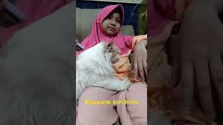 Kucing Pijitin Kakak Nada | Cat Massage