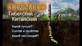 Китайский или Тибетский? Где и как растет настоящий гриб кордицепс - золото Гималаев