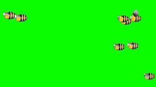 Bee fly green Screen video // Bee green Screen animation video // free download