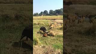 Buffalo Throws Calf in Desperate Rescue Attempt