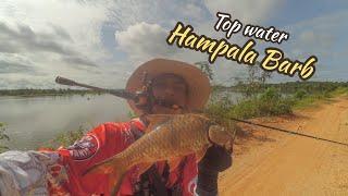 Casting Hampala Danau | Top Water Explosion