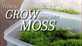 2 Ways to Grow your own Moss at Home