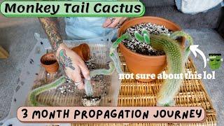  propagating my monkey tail cactus (cleistocactus colademononis) + emergency repot! 3 month results