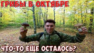 Пошёл в грибы в октябре! Тихая охота порадовала белыми грибами!