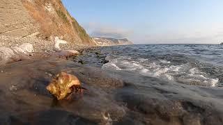 Рак - отшельник клибанарием. Рапан черноморский на позитиве. Sea in Russia. Beautiful Russia.