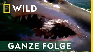 Kalifornische Killer - Ganze Folge | Hai auf Angriff