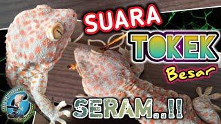 SUARA TOKEK BESAR SERAM Pengantar Tidur | The sound of a big spooky Gecko in bed