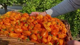 Harvesting Habanero Peppers and Making Hot Sauce From Our Harvest