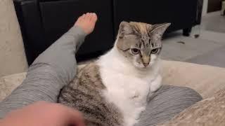 Cat logic: I sit on you, but you cannot pet me