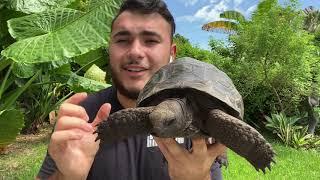 Aldabra Tortoise