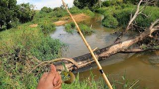 FIQUEI ASSOMBRADO COM ESSE CÓRREGO, NUNCA VI TANTO PEIXE NA VIDA. Pesca caipira.