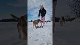 Barefoot in the Snow with Dogs. Winter Adventure! ️