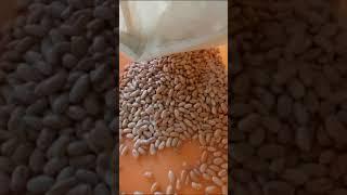 Rajma Color Sorting videos