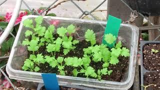 Why I Am Growing So Many Different Varieties Of FeverFew This Year