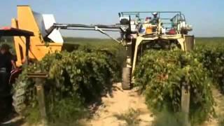 AGH Spectrum Grape Harvester