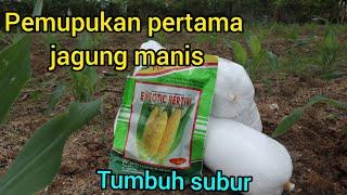 Cara pemupukan pertama jagung manis