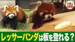 The complete opposite of its super cute face! The red panda uses its sharp claws to get its favor...