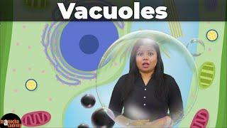 Vacuoles