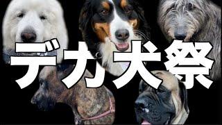 【犬イベント】超大型犬がこれだけ集まると楽しいわ【ビッグわん大集合2020】