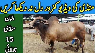 Multan Cow Mandi Today Fresh Latest Update Nukre Gulabi Bachre || Global Village Farming