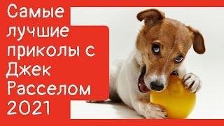 Смешные собаки 2021 Приколы с Джек Рассел Funny Dogs Compilation 2021 #1