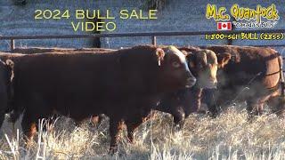 2024 M.C. Quantock Bull Sale Preview
