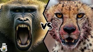 Baboon vs Cheetah: The Battle for Survival – Who Will Win?