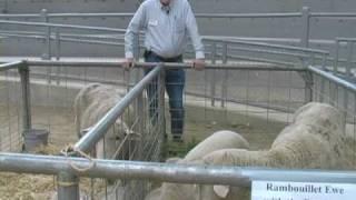 Genetics improve sheep program