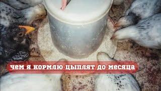 Чем кормить цыплят до месяца. Обхожусь без комбикорма