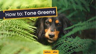 3 Simple Steps for Toning Green in Lightroom | How to Tone Greens in Your Photographs