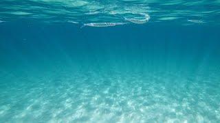 Snorkeling Fun in Maui