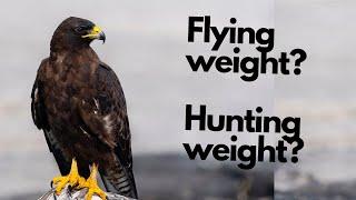 How to find and adjust the right flying weight for your bird of prey - falconry advice