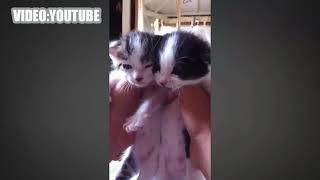 Котята мяуканье  это кошек мяуканье  Сборник NEW HD